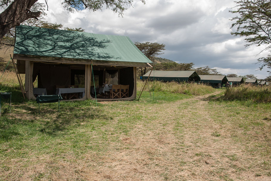 Flycatcher Bologonja Camp, Serengeti, Tansania, Afrika