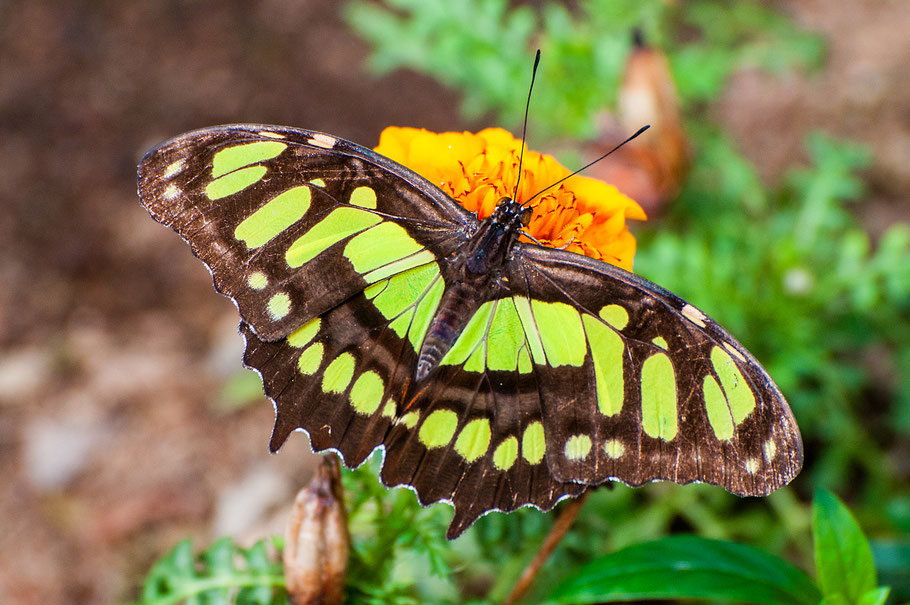 Schmetterling, Nebelwald, Monteverde, Costa Rica