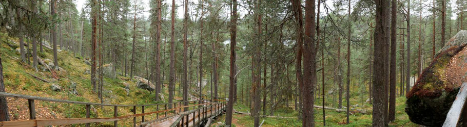 Wald, Finnland