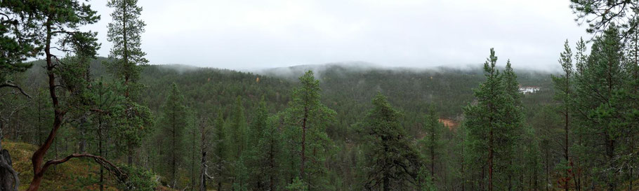 Wald, Finnland