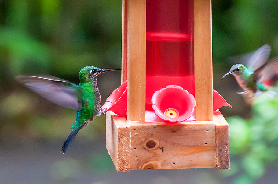 Kolibris, Nebelwald, Monteverde, Costa Rica