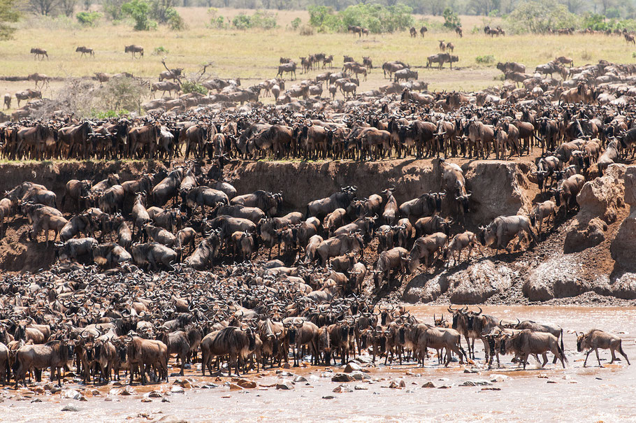 Gnu, Migration, Mara River