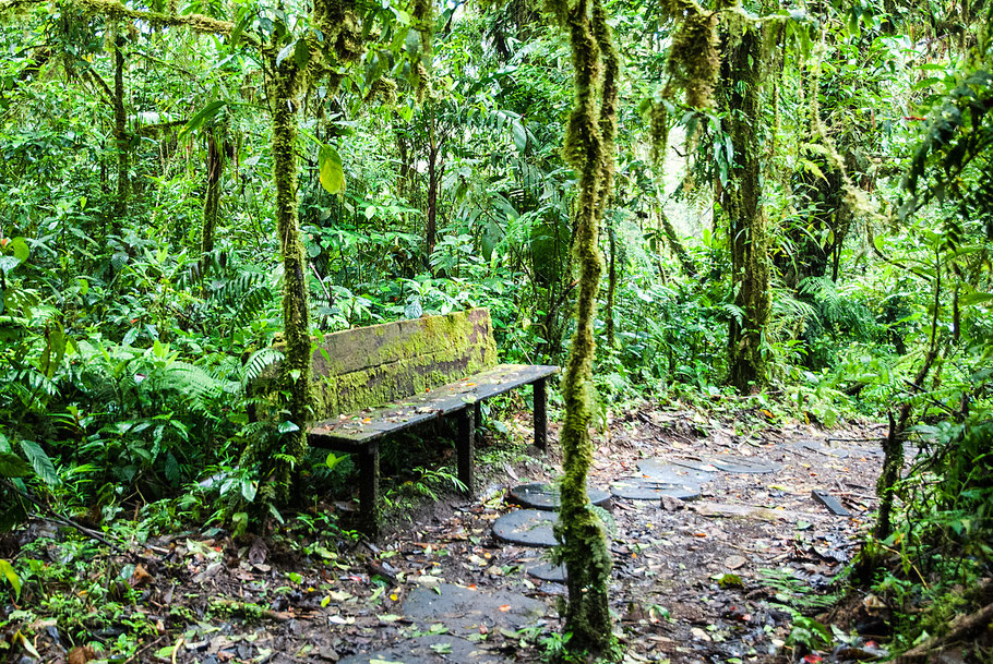 Bank, Nebelwald, Monteverde, Costa Rica