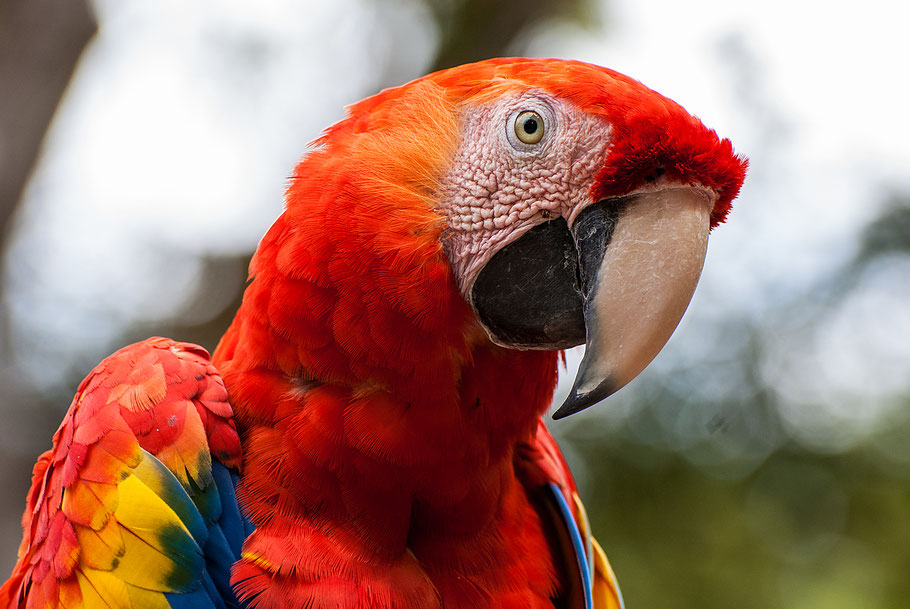 Roter Ara, Maya, Ruinen, Copan, Honduras