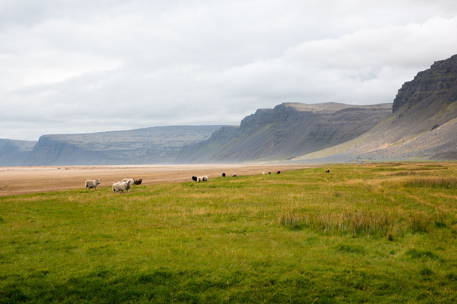 Schafe, Strand, Rauðasandur, Westfjorde, Island