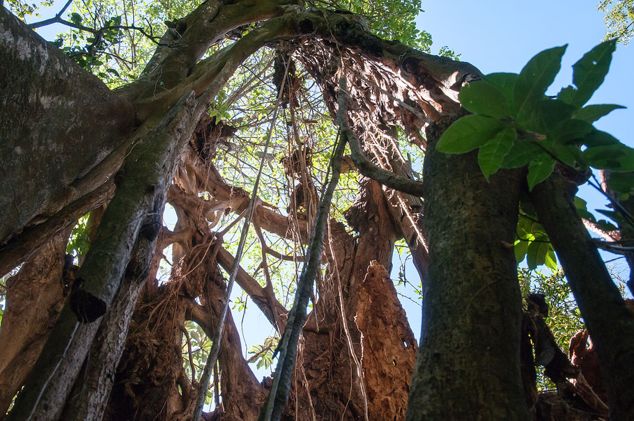 Baum, Urwald, Rincon de la Vieja, Costa Rica
