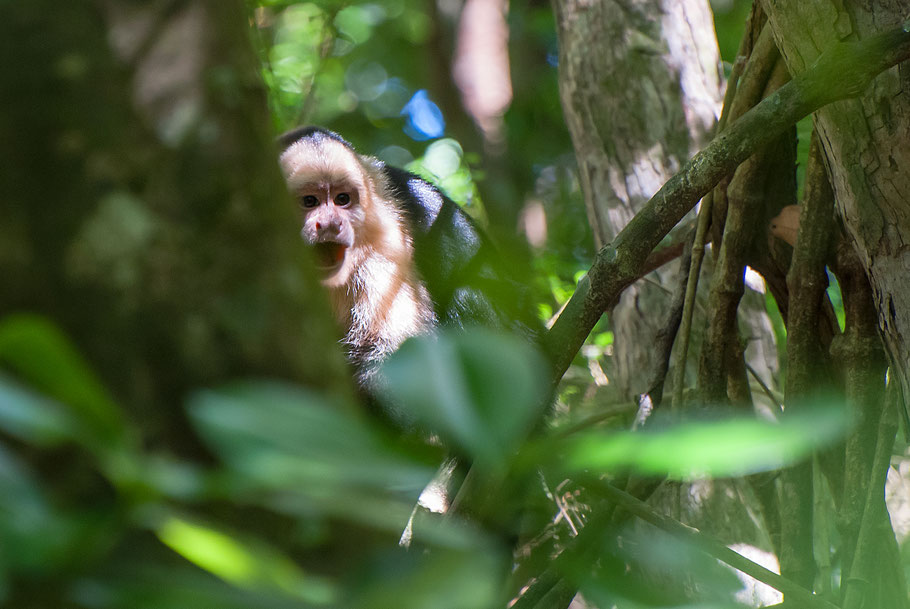 Kapuzineraffe, Urwald, Rincon de la Vieja, Costa Rica