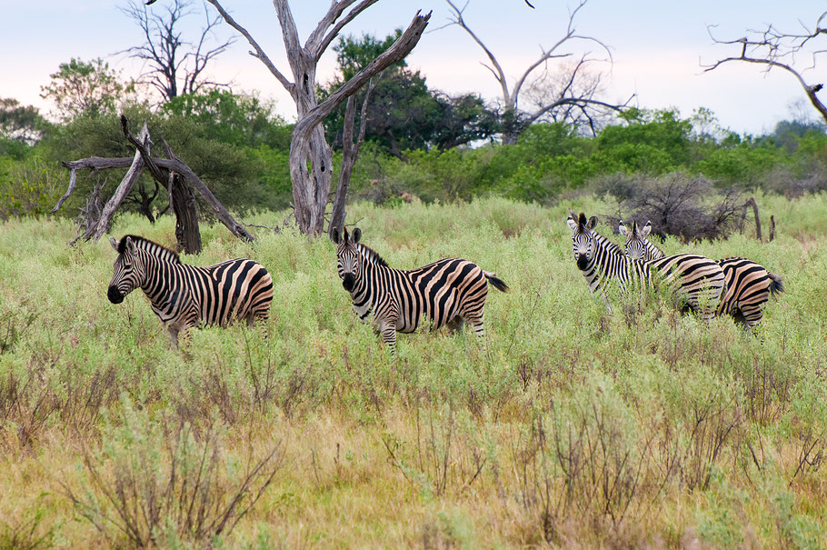 Bushwalks, Okavango Delta, Zebra, Botswana