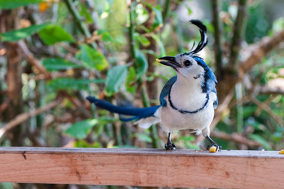 blauer Vogel, Ometepe, Nicaragua