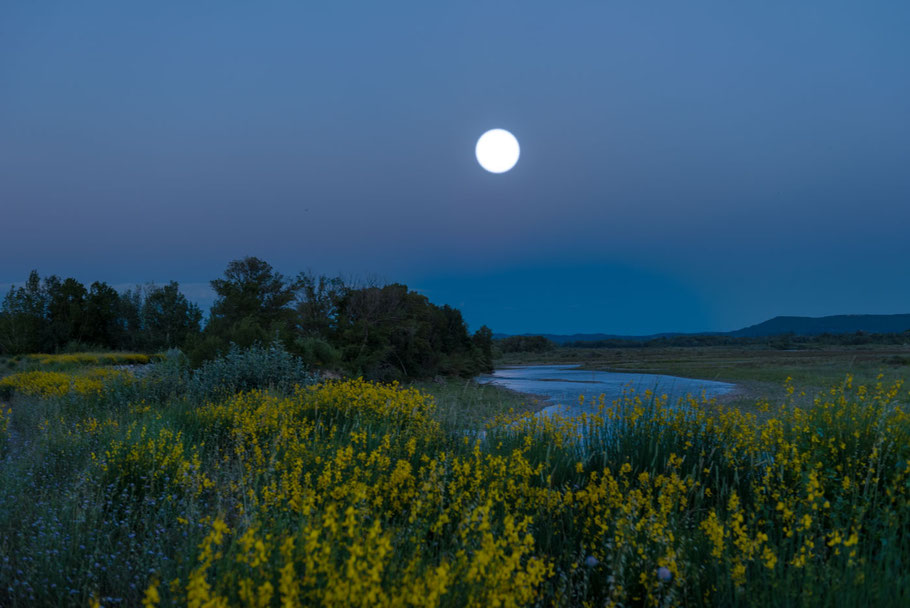 Südfrankreich, Provence, Urlaub, Ginster, 