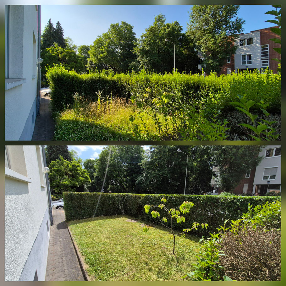 Hecke Pflastersteine 