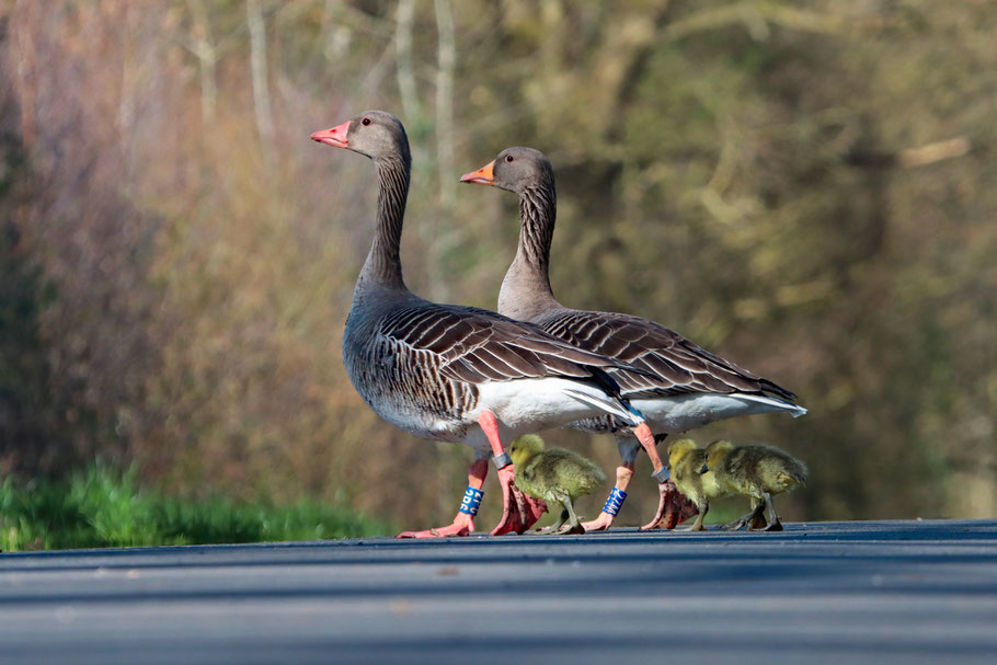 10:17 Uhr: Graugansfamilie überquert den Butterbargsmoorweg. (T. Rust)