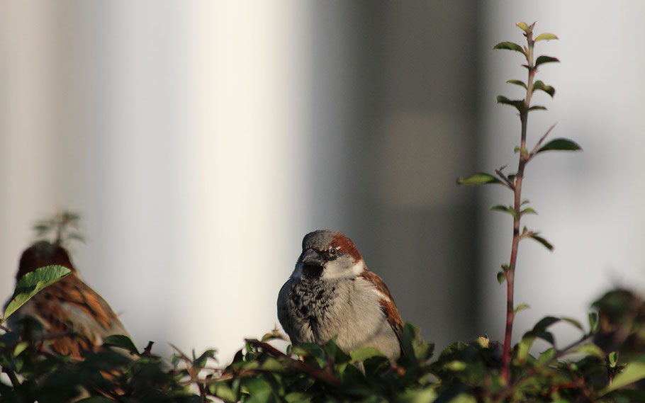 Der einst überall häufige Haussperling „Spatz“ ist mittlerweile aus vielen Stadtteilen verschwunden.