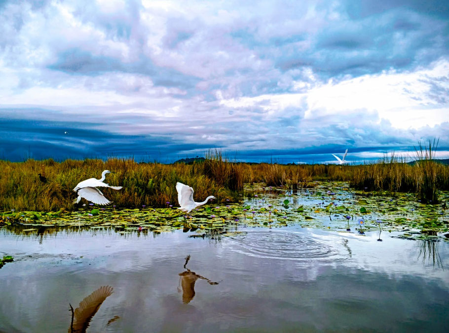 Dramatic clouds at Mabamba Swamp, shortly before the rain