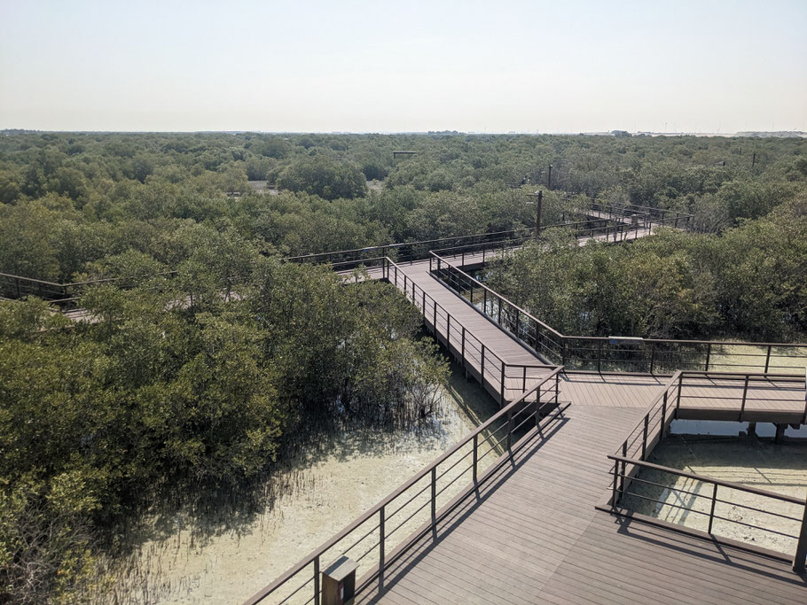 Jubail Mangrove Forest Park