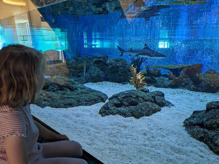 Sharks meets Johanna in the Aquarium inside Dilmunia Mall