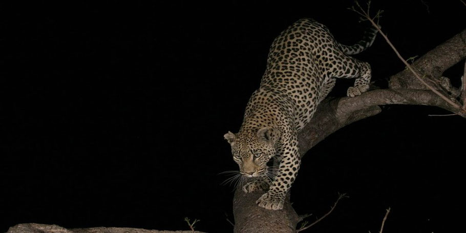 Night-game-drives-in-Uganda-Safari -national-parks.jpg