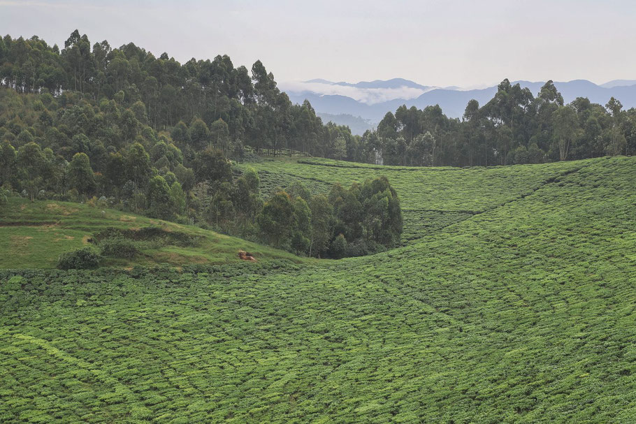nyungwe-tea-plantations.jpg
