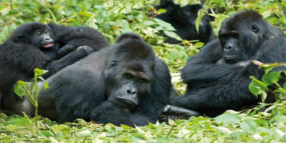 Bwindi -Impenetrable-Forest-National-Park-Gorilla.jpg