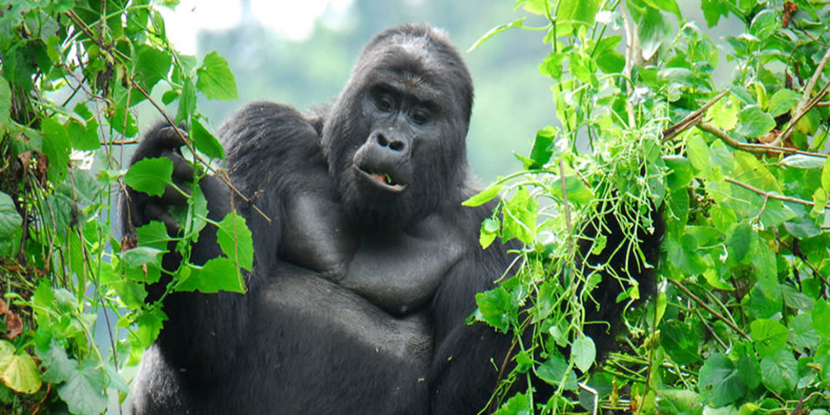 Virunga-national-park.jpg