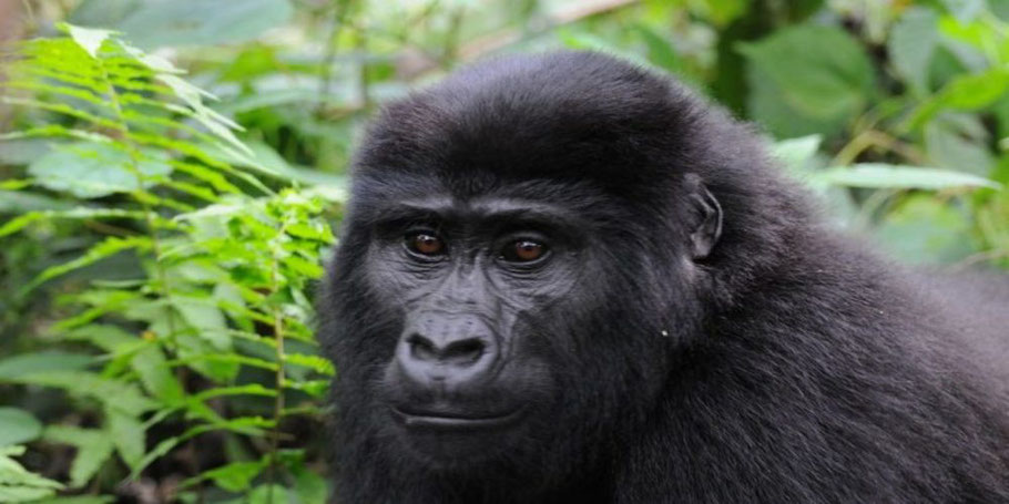 Volcanoes-national-park-gorillas.jpg