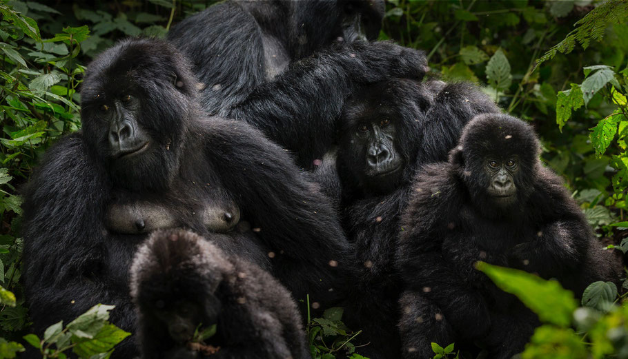 gorilla-trekking-congo-tours.jpg