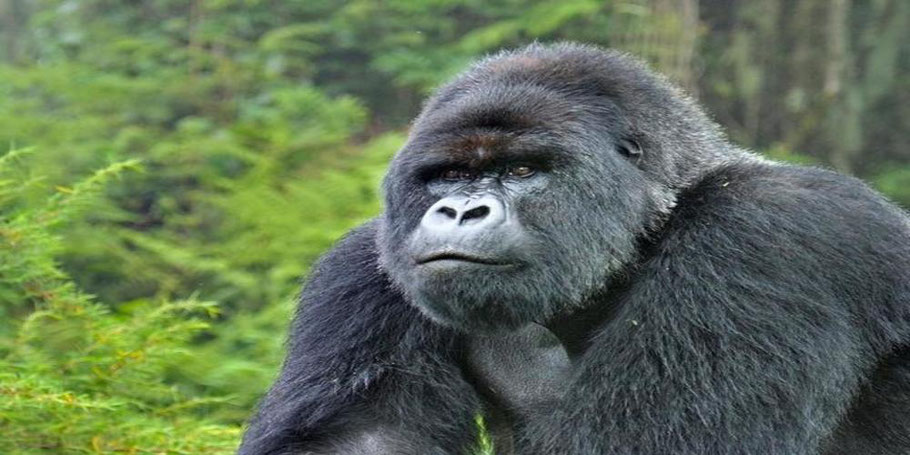 Bwindi -Impenetrable-Forest-National-Park-Gorilla.jpg