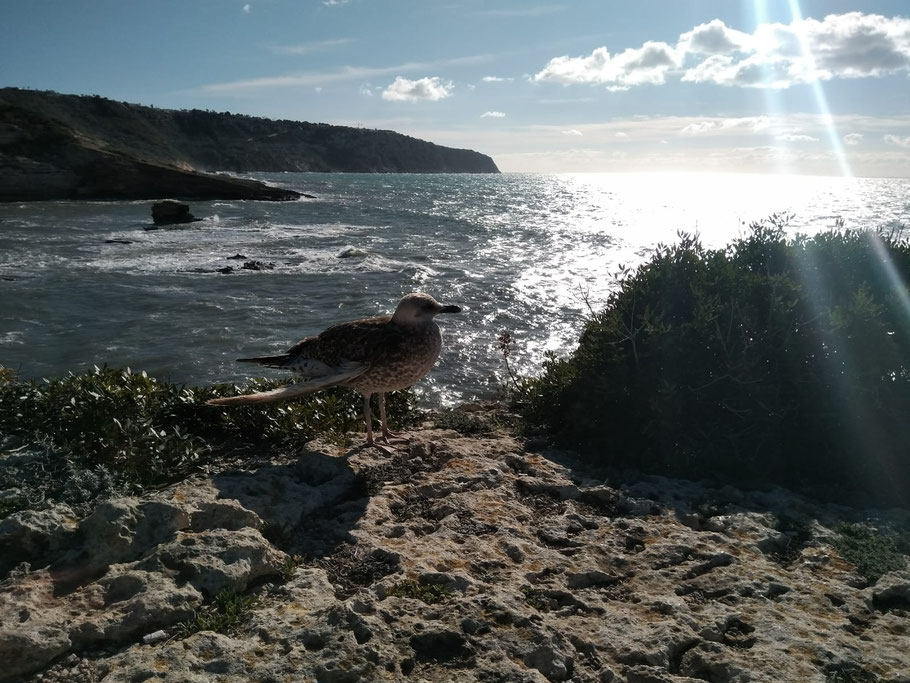 erste Meereslinie Mallorca