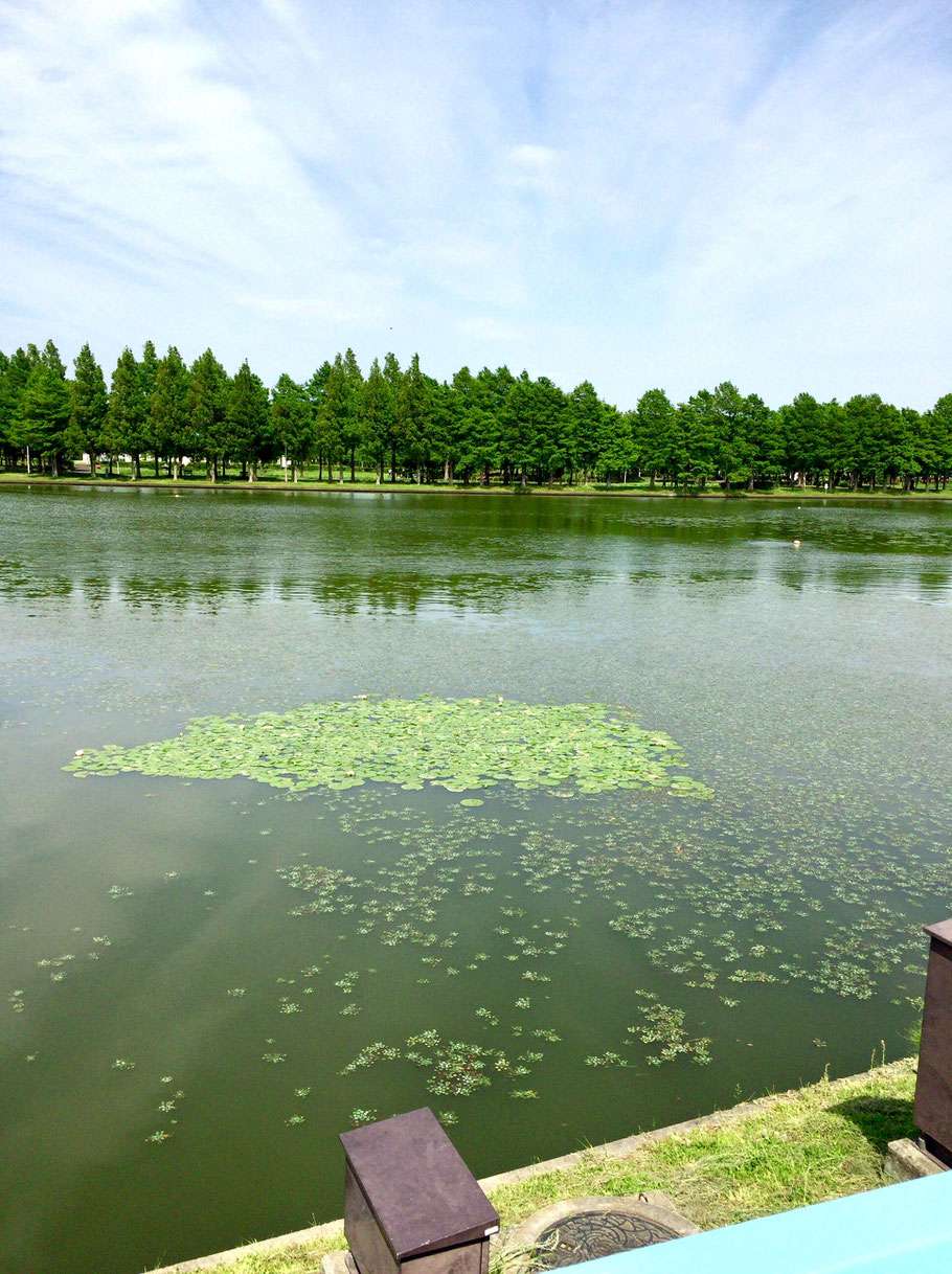 Mizumoto Park, Katsushika, Tokyo.