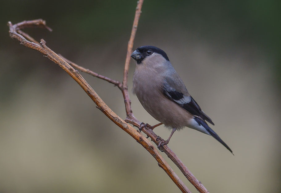 Weiblicher Gimpel ( Dompfaff )