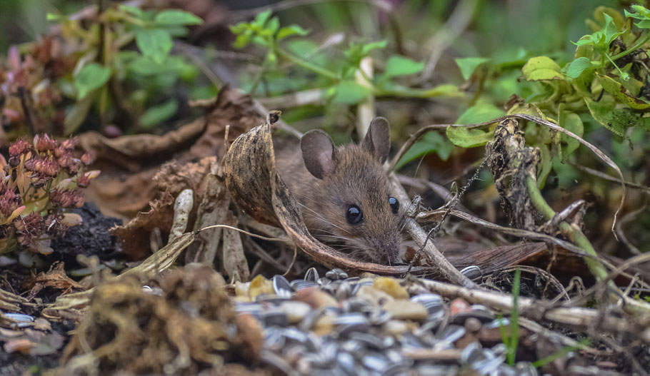 " Der Vogelfutterdieb "... Fleißige Brandmaus beim Anlegen ihrer Wintervorräte