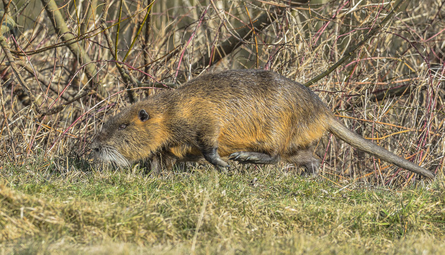 Nutria / Biberratte , auch Sumpfbiber, Schweifbiber, Schweifratte oder Coypu genannt