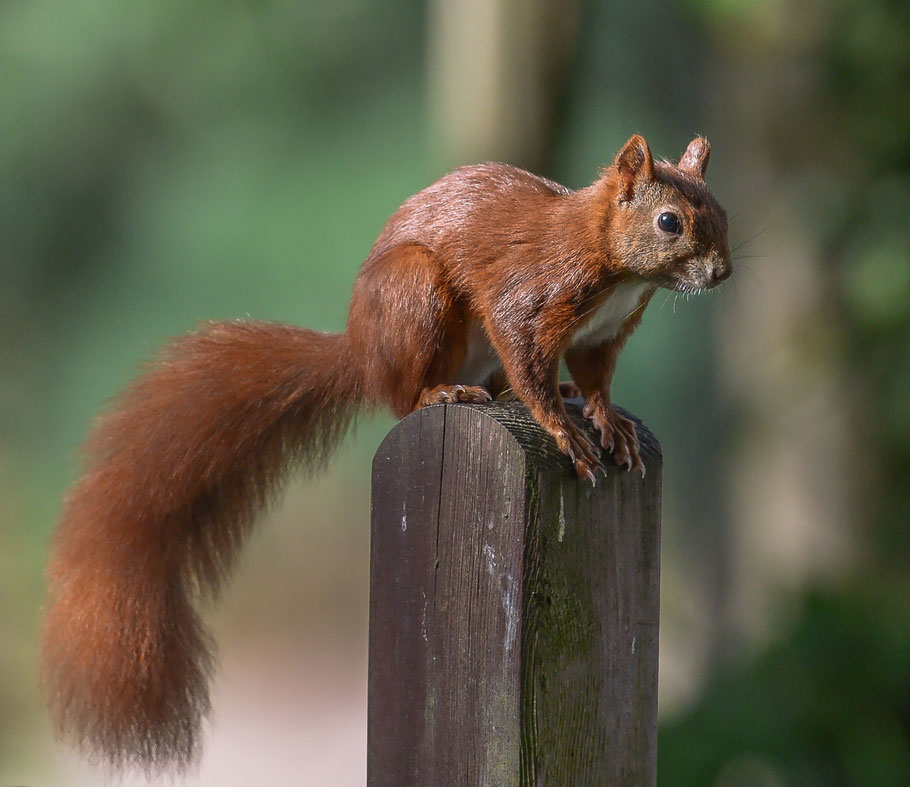 Eichhörnchen