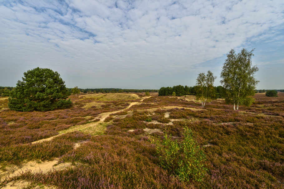 Die Nemitzer Heide ...