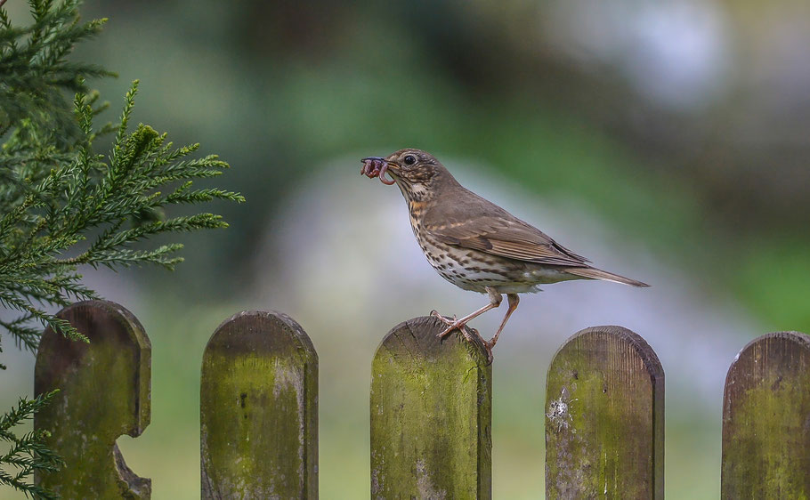 " Der frühe Vogel fängt den Wurm ... " Singdrossel