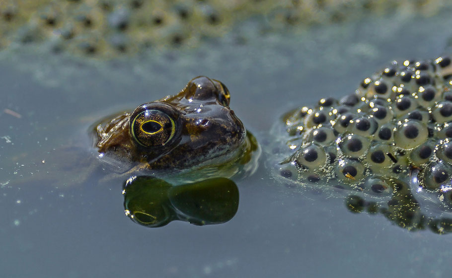 Two generations ... Moorfrosch bei der Laichüberwachung