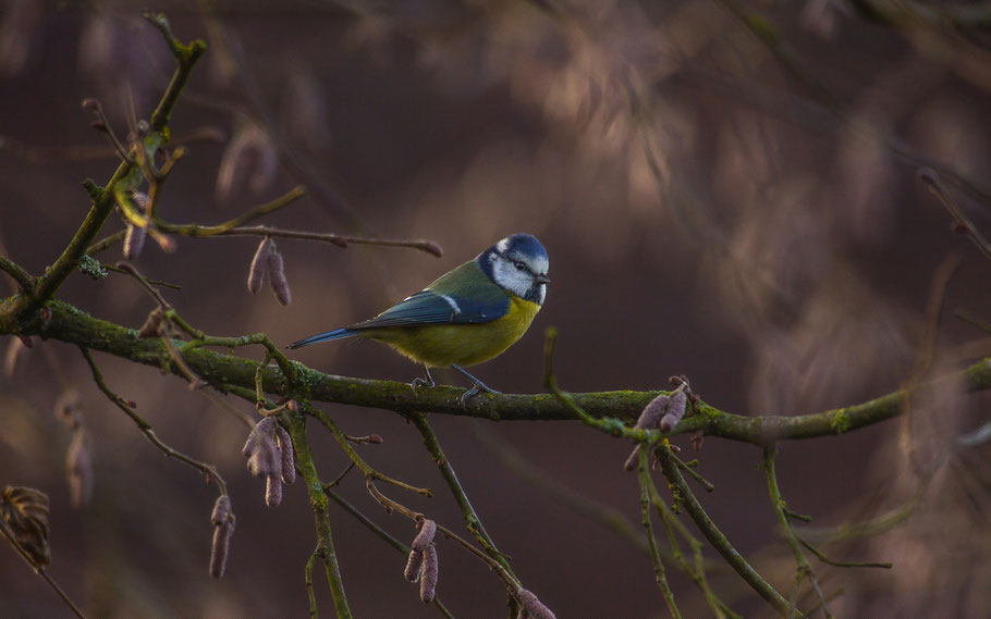 Blaumeise in Haselnussstrauch