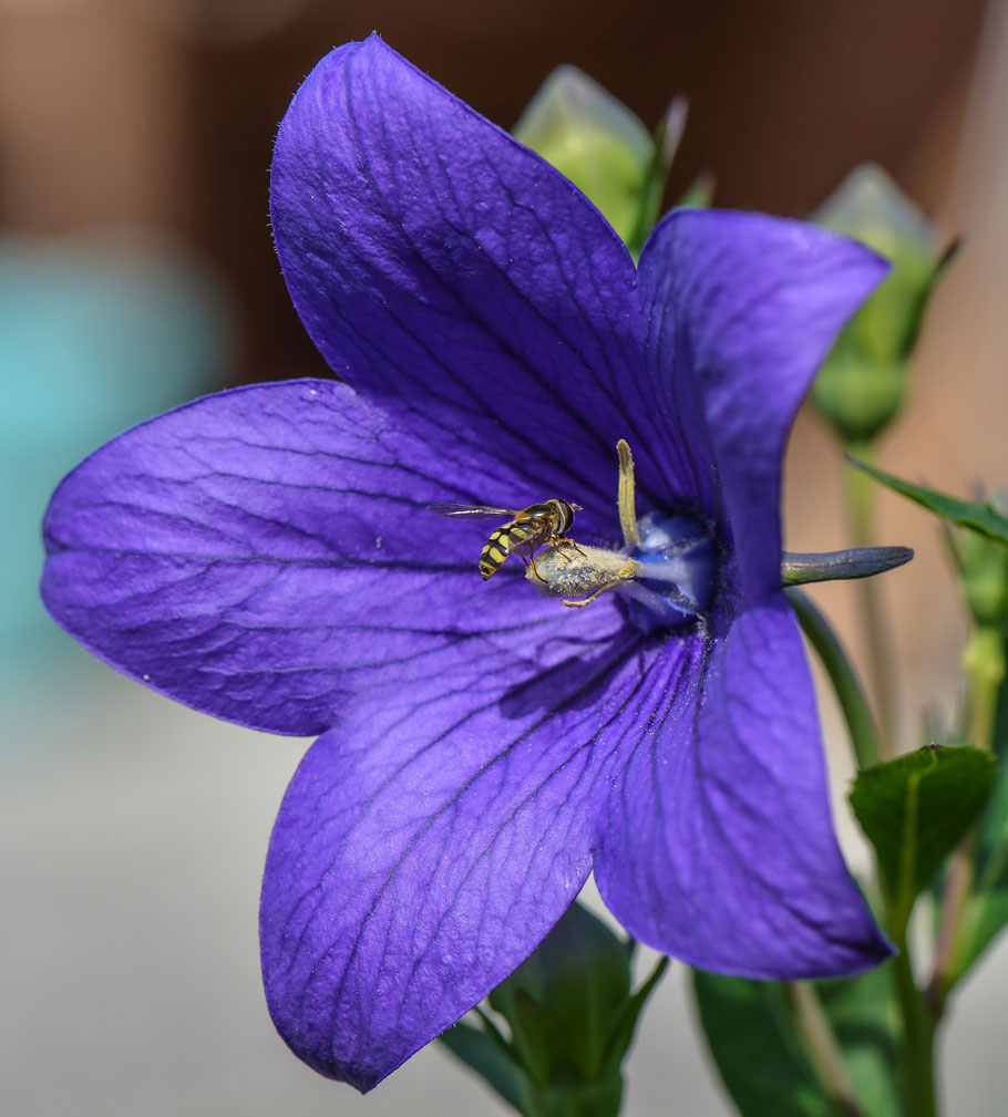 Schwebfliege an Ballonblume