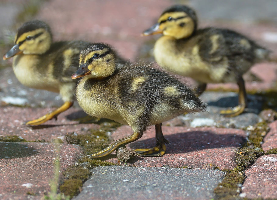 Street Gang ... Stockentenküken ( 4 Tage alt ) auf Erkundungstour