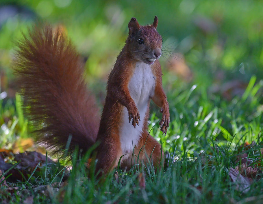 Aufmerksames Eichhörnchen mit erbeuteter Haselnuss