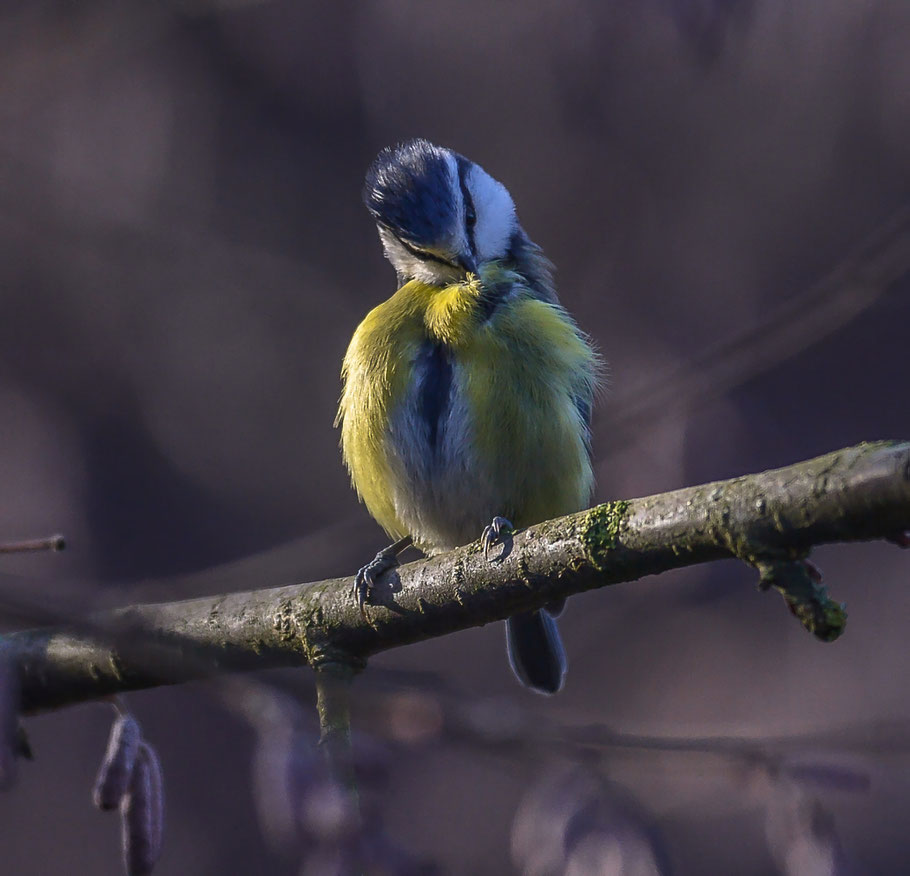 Blaumeise bei der Gefiederpflege