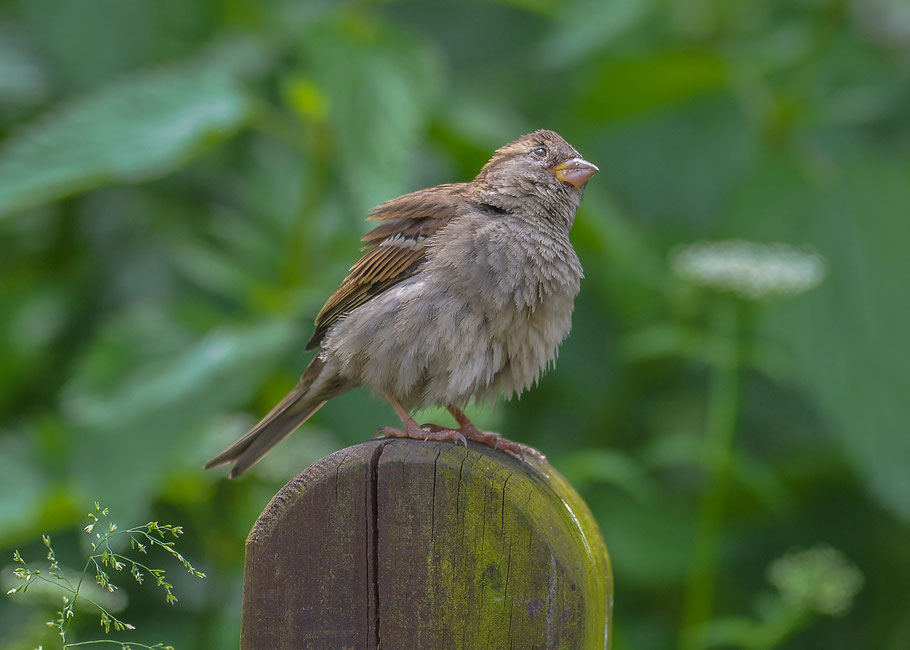 Junger Haussperling ...