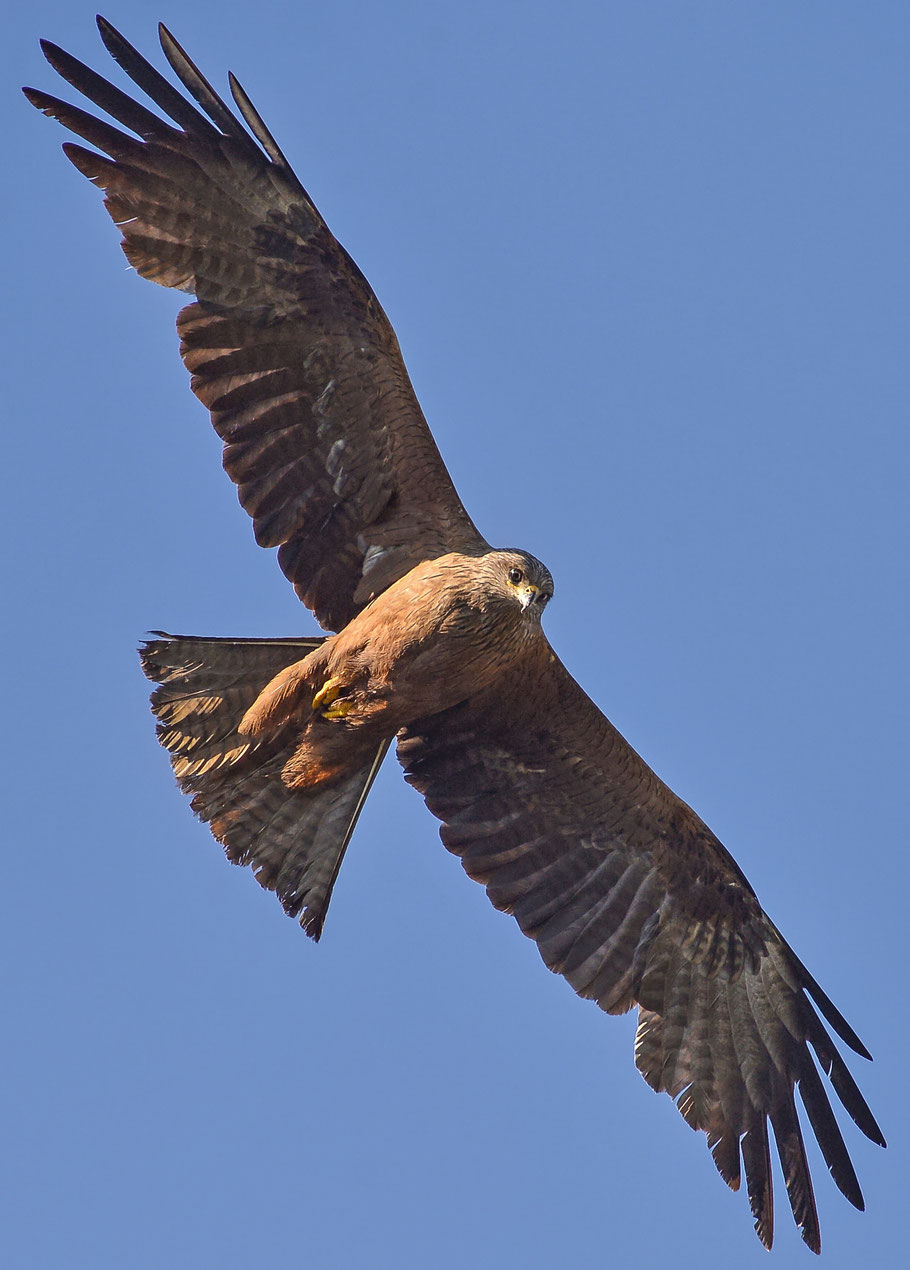 Schwarzmilan ( Milvus migrans ) - Black Kite
