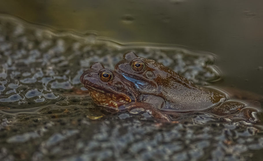 Paarungszeit der Moorfrösche ( Männchen auf dem Rücken des Weibchens mit typischer Blaufärbung am Unterleib )