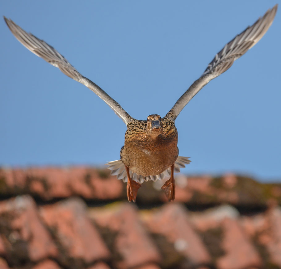 Stockente im Flug ...