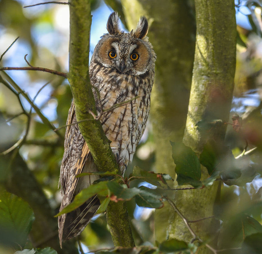 Auge in Auge mit einer Waldohreule ( Asio otus )