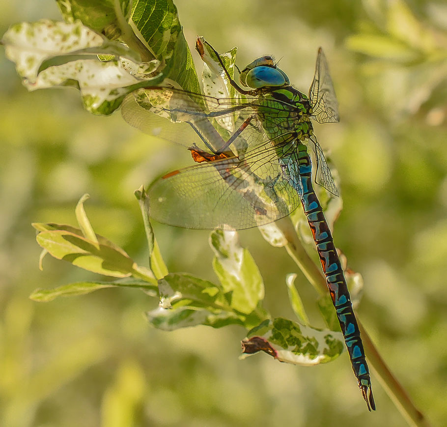 Grüne Mosaikjungfer ( Aeshna viridis )