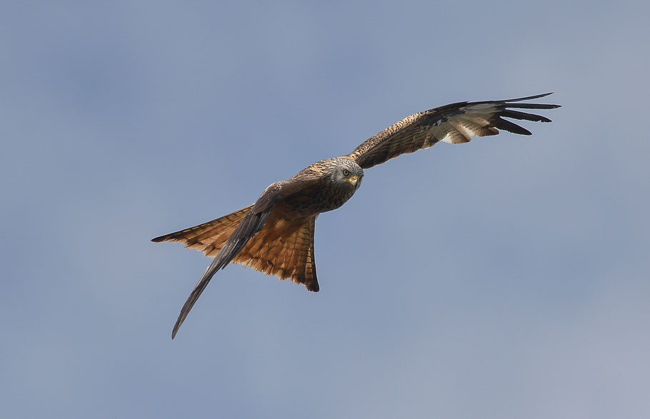 Rotmilan ( Milvus milvus )- Red Kite