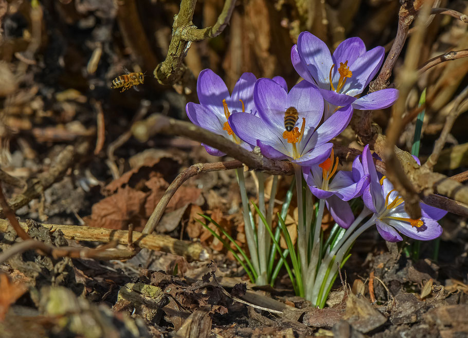 Die ersten Honigbienen im Frühjahr ...