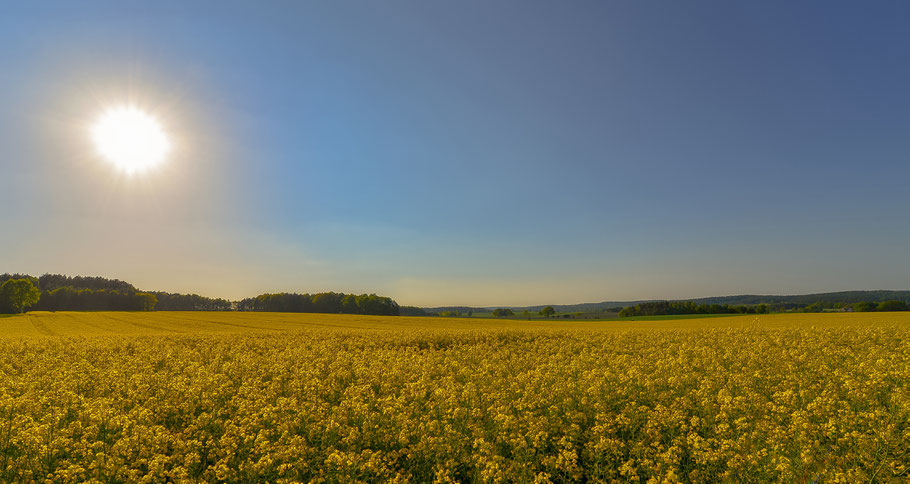 Rapsblüte ...